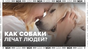 Как проходит реабилитация с помощью собак? — Москва 24