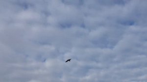 Хор Валаамского монастыря - Черный ворон