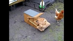 Кормушка для курей с защитой от вороватых воробьёв и мышей