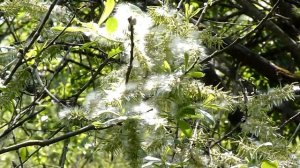 Пение соловья.