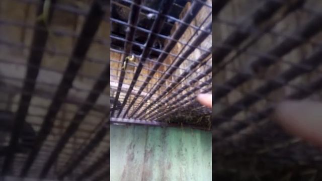 Кормушка для нутрий своими руками