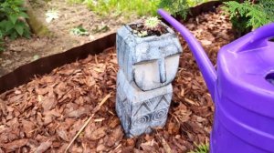 Посылка от коллекционера молодило.ру, и с onprofi. Посадка молодил. Каменная роза. Суккуленты в сад