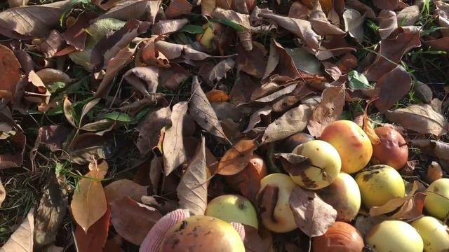 Осенний влог//Поездка на дачу смотреть онлайн