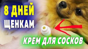 Щенкам шпица 8 дней. Крем для сосков. Шпиц Оливия штурмует коробку с щенками. Поздравляем с 8 Марта