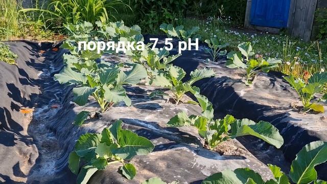 Подкормки капусты. смотреть онлайн