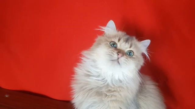 FOR SALE/ ПРОДАЖА Золотой британский кот