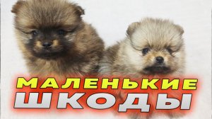 Щенкам шпица 37 дней. Шпицназ в деле. Шпиц Бэлла – жадина. Смотрим зубки. Померанские игры