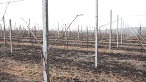 Выращивание столового винограда по системе Pergola