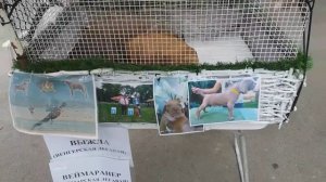 Собачий рынок Одесса. Староконный рынок. Птичий рынок. Продам собаку. Порода собак. Кошки. #зоотроп