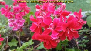 Герань целебные свойства растения