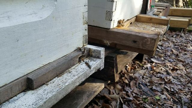 Что делают пчелы в феврале? Аномалия? смотреть онлайн