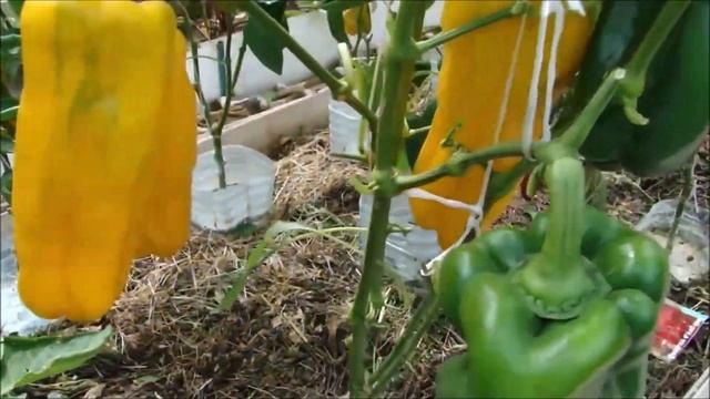 Фавориты среди сладких перцев! Лучшие из лучших! Всегда с урожаем ! смотреть онлайн