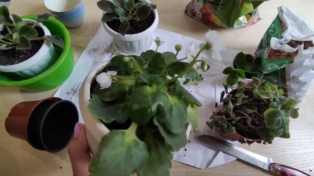 Посадка фиалок Залитая Vanilla Trail Посадка каланхоэ смотреть онлайн