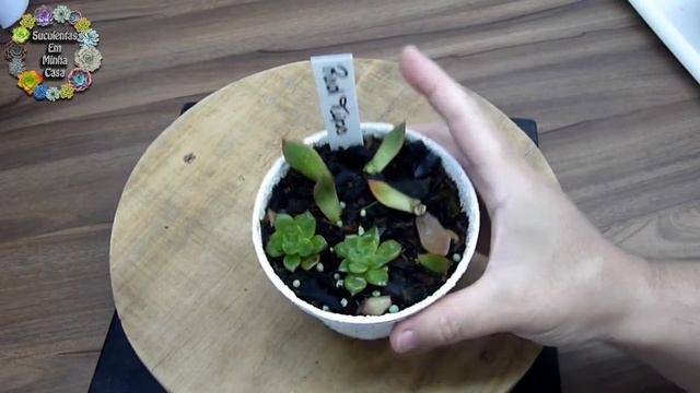 Atualização 43 Dias Depois - Red Tips + Brinde (Oscularia Deltoides) - 📦 🥰 Número 4 смотреть онлайн