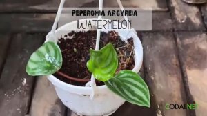 Cây Peperomia argyreia Watermelon (Cây Lá Dưa Hấu) chậu treo bí ngô