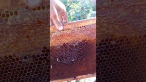 Сборка гнёзд в зиму. Я делаю так...