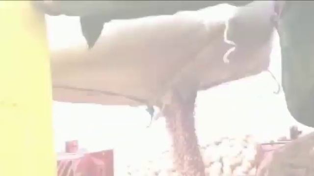 Высадка семенного картофеля Ла Страда 2020 смотреть онлайн