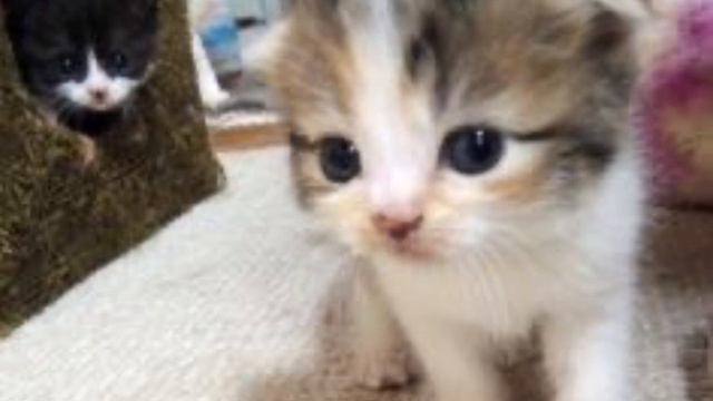 oskaridze - таю speed up смотреть онлайн