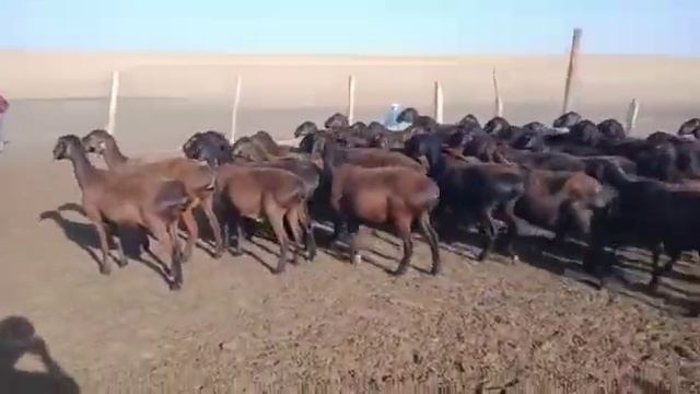 Гиссарские овцы 180 голов по 100000,Туркестанская область,+77051159797, подробности по номеру