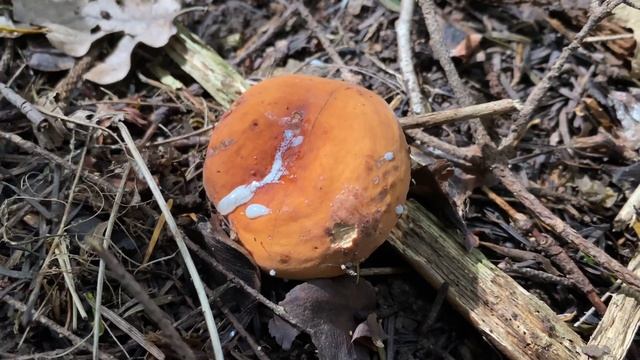 Lactarius volemus (Груздь красно-коричневый, Молочай), August 6, 2021 смотреть онлайн