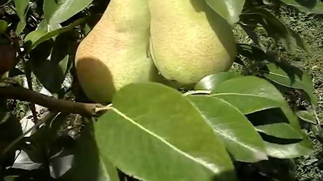 Сорт груши Аббат Фетель 21 09 2015 смотреть онлайн