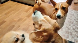 Всё стабильно - Буля, Лео и Фокс разносят дом :) И снова скачки и веселье!