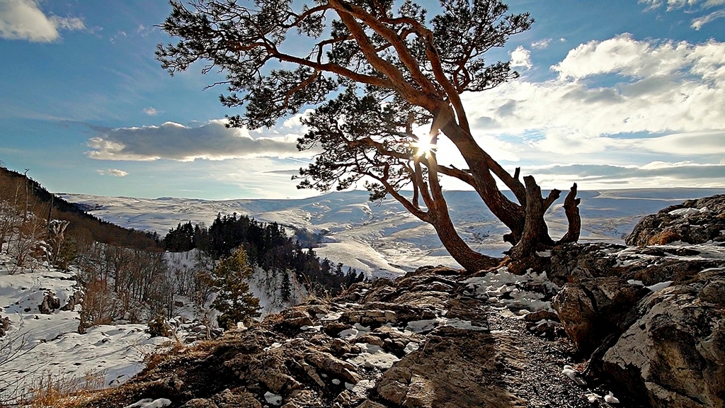 Погода плато лагонаки. Деревья лагонаки с картинками. Плато лагонаки в апреле. Лагонаки парк. Погода плато лагонаки.
