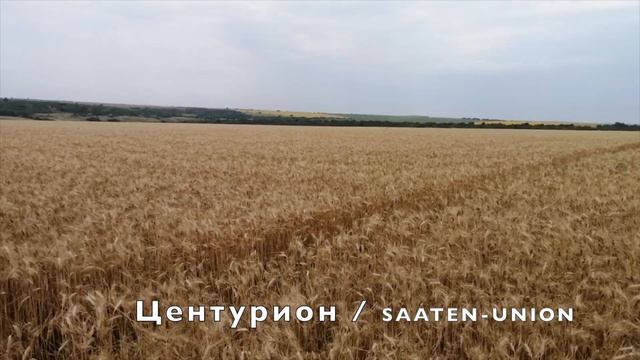 ЦЕНТУРИОН пшеница озимая смотреть онлайн
