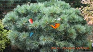 Сосна веймутова Макопин (pinus strobus macopin) ? Макопин обзор: как сажать, саженцы сосны Макопин