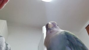 Прилежный ученик. Ручной неразлучник Жучок(6 месяцев)