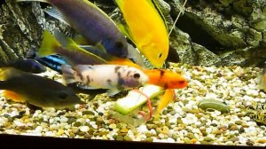 Кормление цихлид Малави огурцом