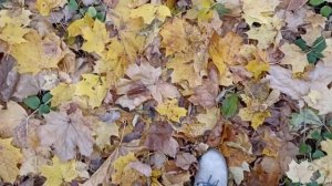 Песня "Листопад"