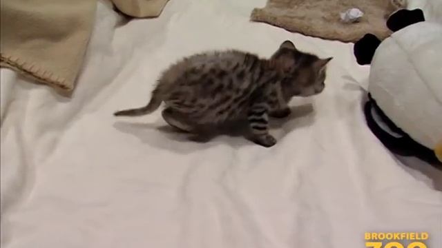 Cute Black-footed Cat at Brookfield Zoo смотреть онлайн