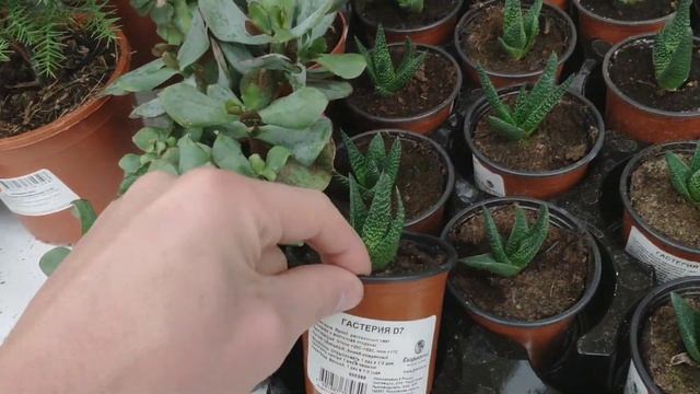 Обзор растений Ашан (февраль 2020) смотреть онлайн