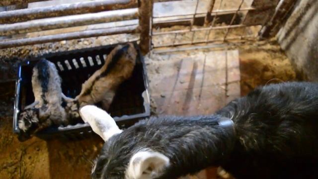 Первокотка. Как приучить доиться. смотреть онлайн