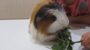 Наши питомцы-хомяк и морская свинка.