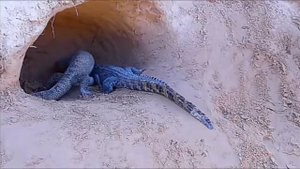 Крокодилица мать защищает детёнышей от варана