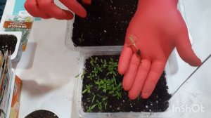 Нивяник махровый из семян. Пикировка #нивяникмахровыйизсемян