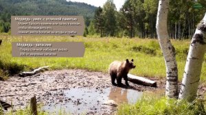 Хищники национального парка Чикой