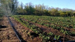 Как быстро полить маточник клубники