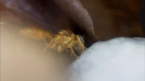 Амазонка _ В дебрях Латинской Америки