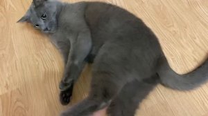 Почему кошка кусает руку и не даёт себя погладить ?