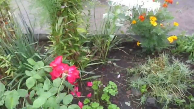 Борьба со слизнями. Проверенный способ. Эффект 100%. смотреть онлайн