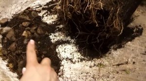 Как и когда пересаживать мирт.