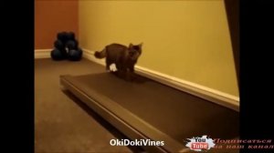 Прикольные животные  Подборка 2014 года #2