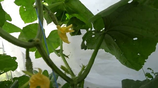 Как формировать огурцы в теплице! Формирование моих огурцов! смотреть онлайн