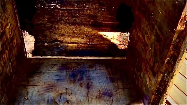 Бакфаст или Карника. Какую породу Пчёл Выбрать? смотреть онлайн