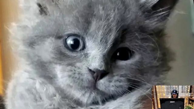 Человек нашёл котёнка в своей лодке. Через 5 месяцев он превратился в самого преданного питомца смотреть онлайн