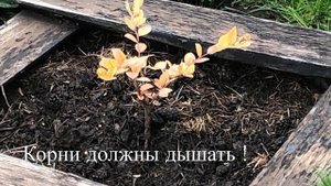 ?? Почему Не Растёт Голубика ?