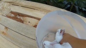Сколько весит кролик в 1 месяц.Взвешиваем крольчат! Как взвесить крольчат?